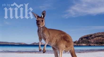 минималната заплата австралия висока нас