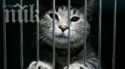 котка доставяла незаконно джиесеми затворническо общежитие