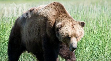 почина старата мечка света