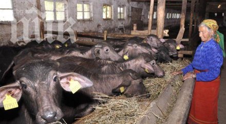 животновъдството приоритет обеща земеделският министър