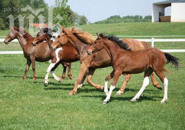 Волен се прави на каубой, за да почете Христо Ботев. Цветанов го раздава турист