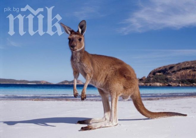 Минималната заплата в Австралия - 12 пъти по-висока от тази у нас