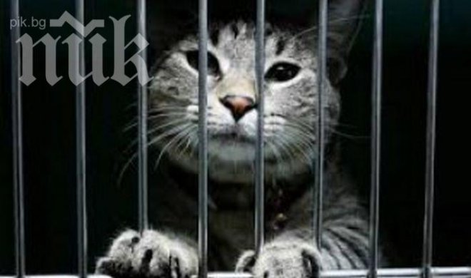 Котка доставяла незаконно джиесеми в затворническо общежитие