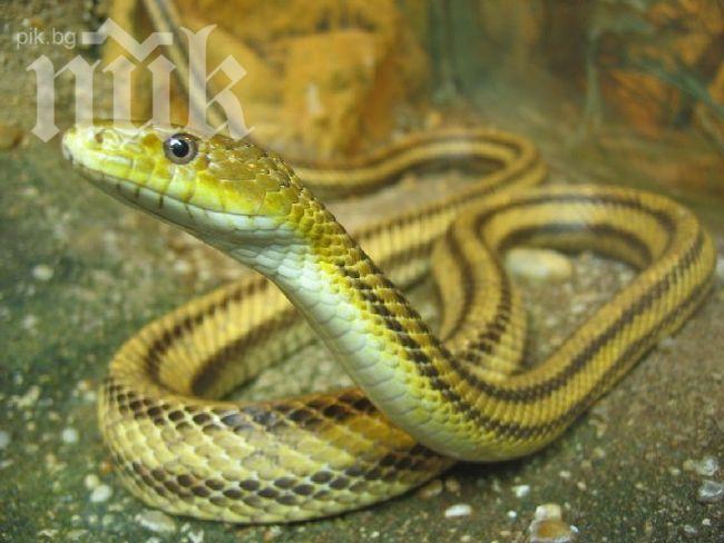 Ухапан от змия попадна в реанимация