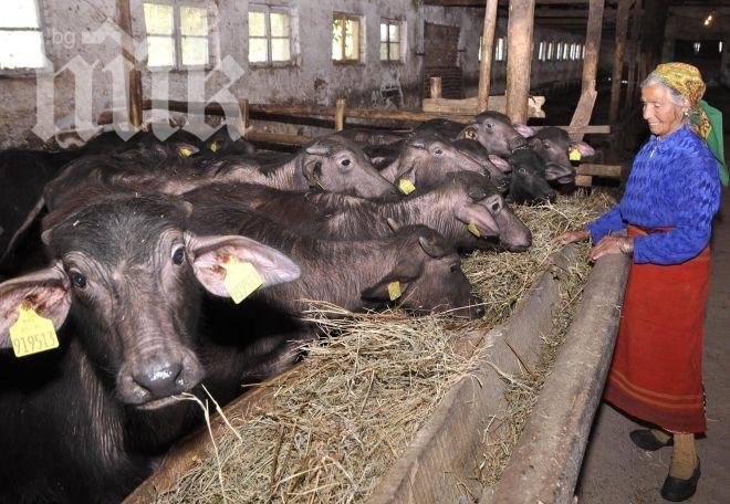 Животновъдството ще е приоритет, обеща земеделският министър