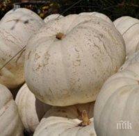 Пенсионери от Кресна отгледаха тикви гиганти (СНИМКИ)