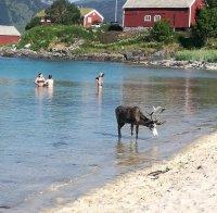 Северни елени търсят спасение от рекордните жеги в Норвегия в тунели
