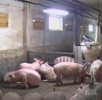 Евтаназират близо 16 000 прасета в Латвия заради африканската чума