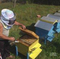Мановият мед става визитна картичка на Странджанския край