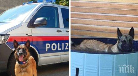 заради горещините австрия полицейските кучета получиха специални обувки