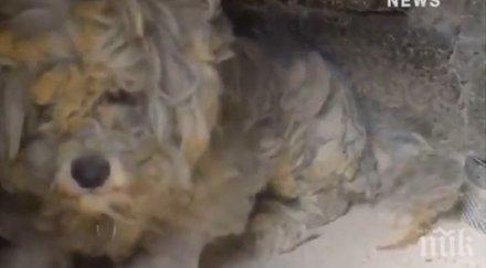 куче оцеля седмица отломките гърция