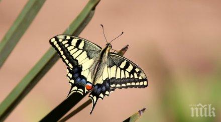 вампир грузия появи истанбул