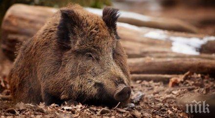 започна намериха труп диво прасе шабла