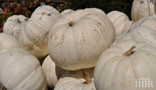 Пенсионери от Кресна отгледаха тикви гиганти (СНИМКИ)