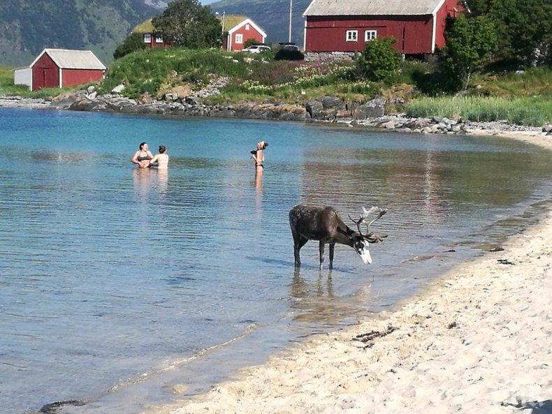 Северни елени търсят спасение от рекордните жеги в Норвегия в тунели
