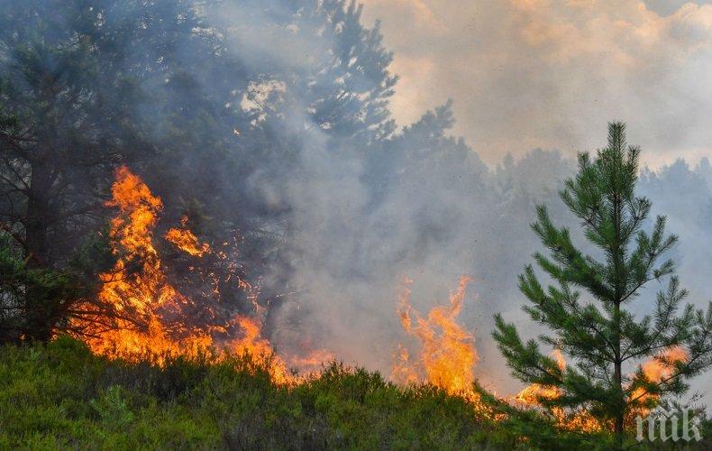 Милиони евро ще струва жегата на германските лесовъди и животновъди