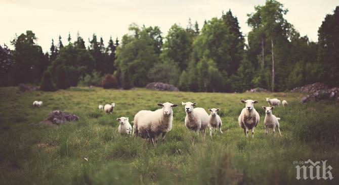 Гръм уби цяло стадо овце в Сърбия