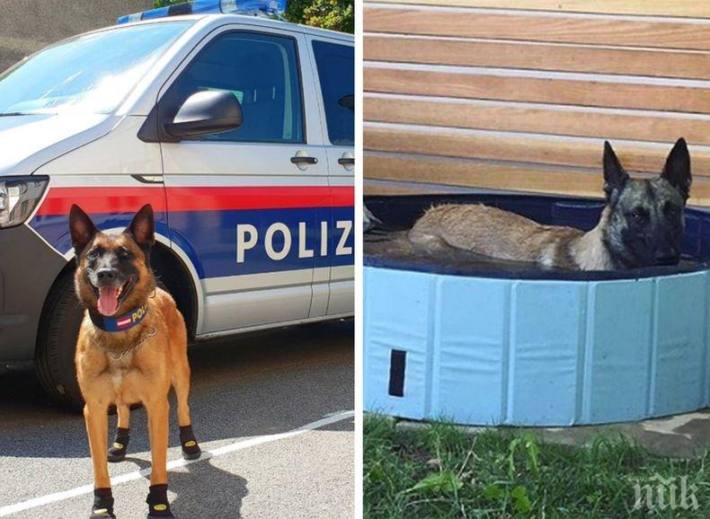 Заради горещините! В Австрия полицейските кучета получиха специални обувки