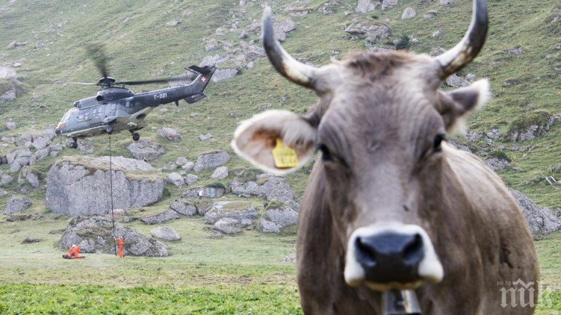 Хеликоптери пренасят вода за кравите в Швейцарските Алпи
