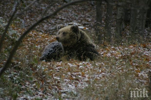 Двама младежи са приети в болница, след нападение от мечка