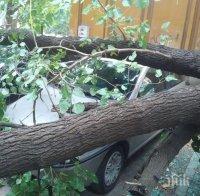 СКАНДАЛ! Дърво падна върху кола в центъра на Пловдив, собственикът скочи на ченгетата (СНИМКИ)