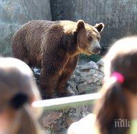 Разхлаждат мечките в зоопарка със... сладолед