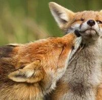 Учени идентифицираха гени, свързани с опитомяването
