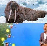 ИЗДЪНКА! Нова тв с гаф в прогнозата за времето - по нашето Черноморие могат да се къпят само моржове (СНИМКА)