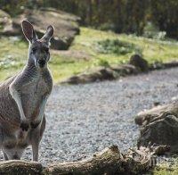 Заради сушата! Земеделци убиват кенгура, за да спасят стадата си от глад в Австралия