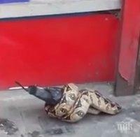 ШОК! Змия изяде гълъб насред Лондон (ВИДЕО)