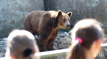 разхлаждат мечките зоопарка сладолед