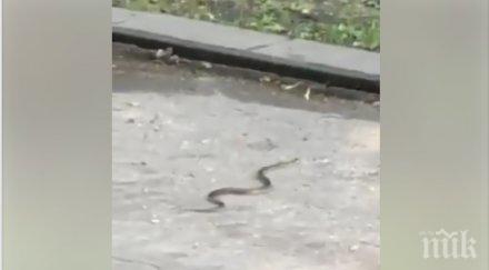 смок пропълзя западен парк паникьоса столичани видео