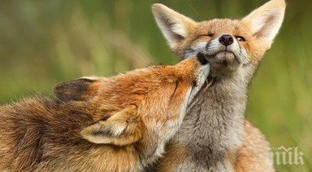 учени идентифицираха гени свързани опитомяването