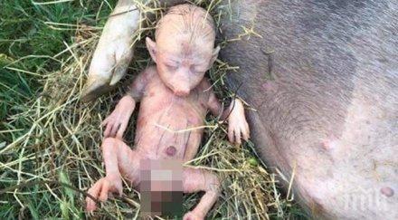 мистерия човекоподобно прасе роди кения видео