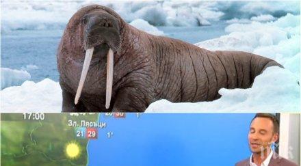 издънка нова гаф прогнозата времето нашето черноморие къпят моржове снимка