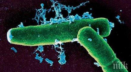 румъния регистриран случай прасе заразено антракс