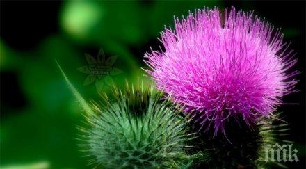 чудо природата лекува магарешкият бодил