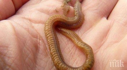 уникално откритие червеите използват сложни математически изчисления търсенето храна