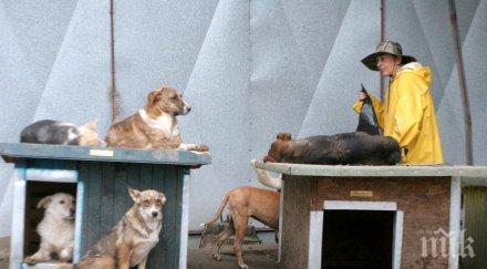 1650 кучета чакат стопанин столичните приюти