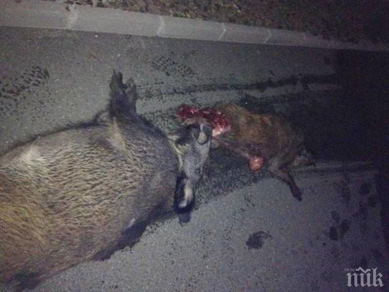 Агенцията по храните отхвърли възможността мъртвият глиган край Шабла да е заразен с чума