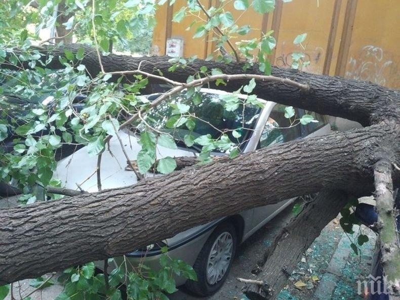 СКАНДАЛ! Дърво падна върху кола в центъра на Пловдив, собственикът скочи на ченгетата (СНИМКИ)