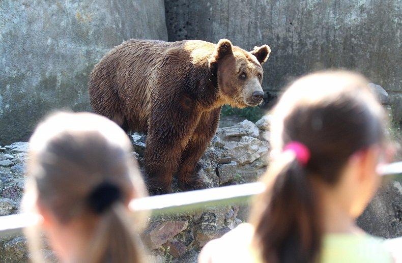 Разхлаждат мечките в зоопарка със... сладолед