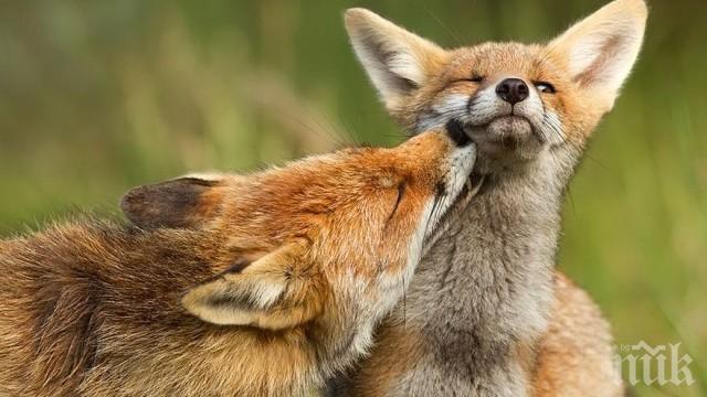 Учени идентифицираха гени, свързани с опитомяването
