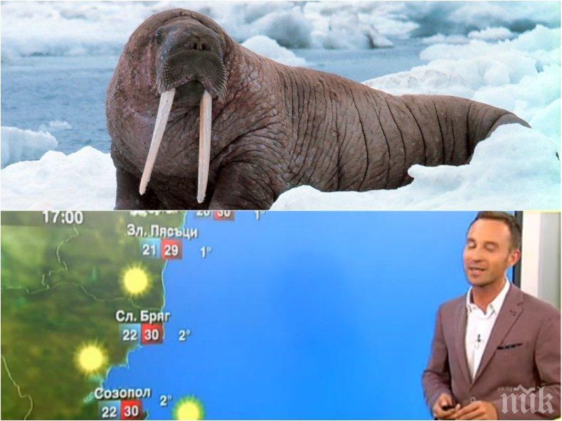 ИЗДЪНКА! Нова тв с гаф в прогнозата за времето - по нашето Черноморие могат да се къпят само моржове (СНИМКА)