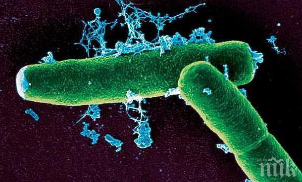 В Румъния бе регистриран случай на прасе, заразено с антракс
