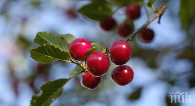ЧУДО ОТ ПРИРОДАТА! Вишните пречистват кръвта