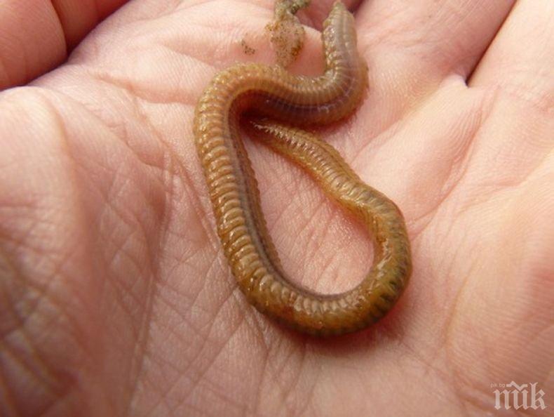 УНИКАЛНО ОТКРИТИЕ! Червеите използват сложни математически изчисления в търсенето на храна
