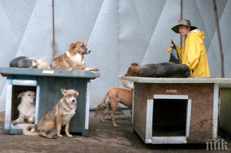 1650 кучета чакат стопанин в столичните приюти