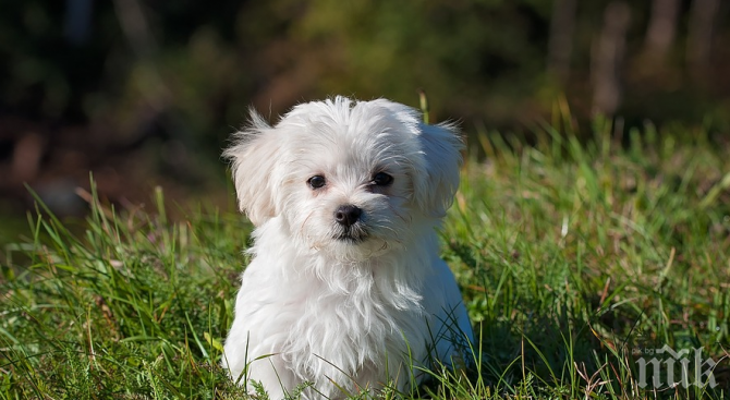 ЧЕЛЕН ПРИМЕР! Слагат памперси на кучетата в Пловдив