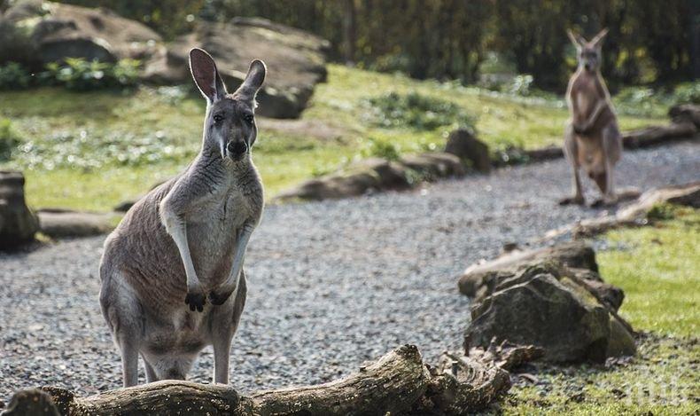 Заради сушата! Земеделци убиват кенгура, за да спасят стадата си от глад в Австралия